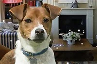 家の中の隠れた犬を見つけよう