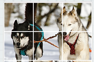 2匹のそりを引く犬が雪の中で走っている様子。