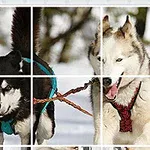 2匹のそりを引く犬が雪の中で走っている様子。
